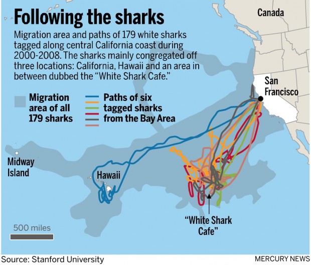 20091103_075903_ssjm1104sharkstudy91 20091103_075903_ssjm1104sharkstudy91